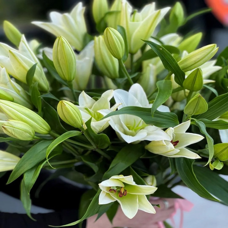 Лилии зеленые фото