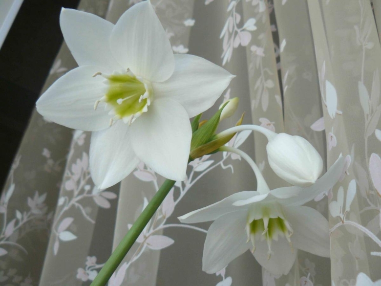 Эухарис луковичный