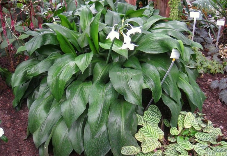 Эухарис Сандера