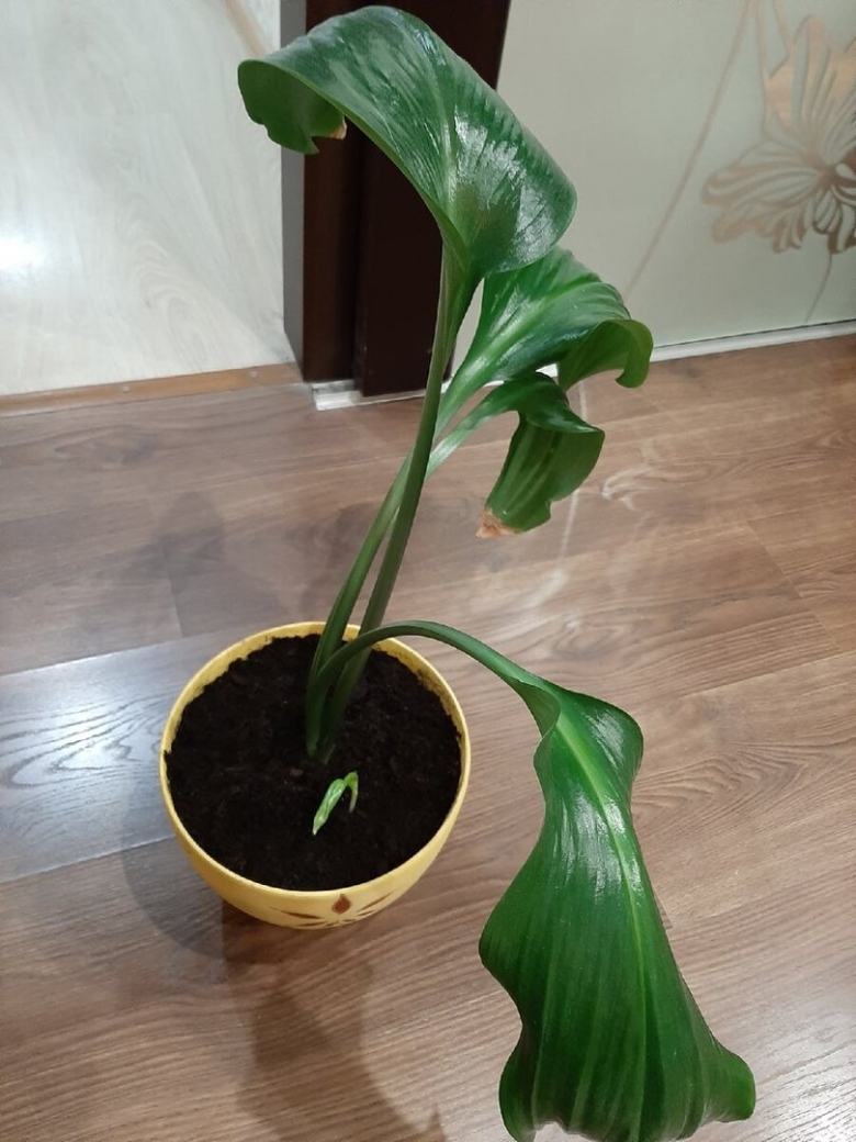 Эухарис амазонская лилия комнатный