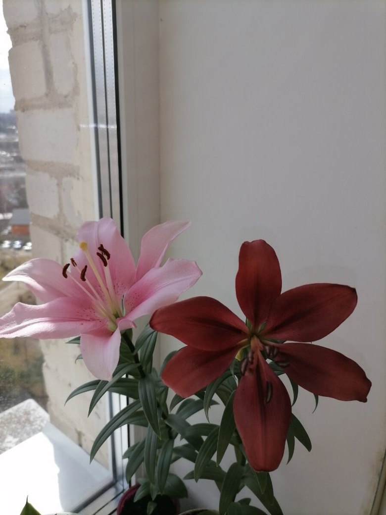 Амариллис (комнатная лилия)