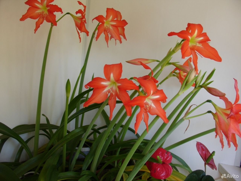 Комнатная Лилия с узкими листьями
