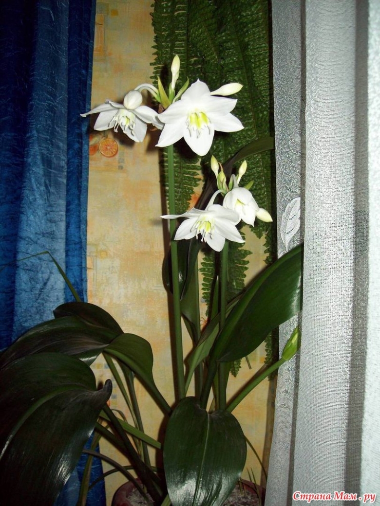 Лилия цветок комнатный эухарис