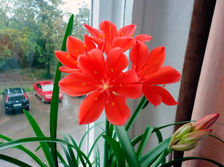 Гиппеаструм Валлота