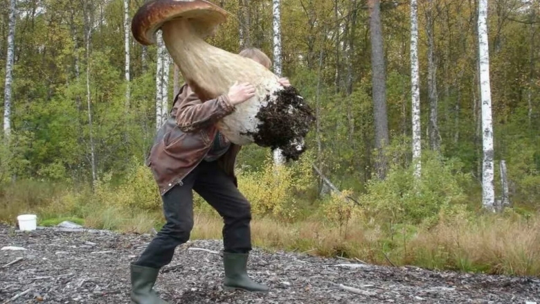 Чернобыль огромные грибы