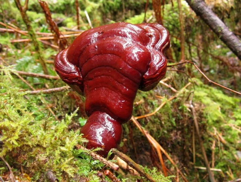 Ganoderma tsugae
