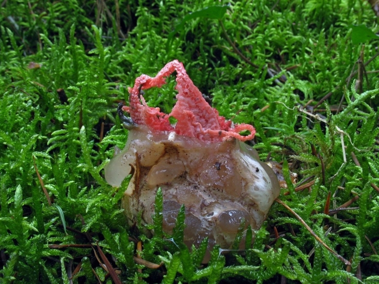 Дактилярия гриб