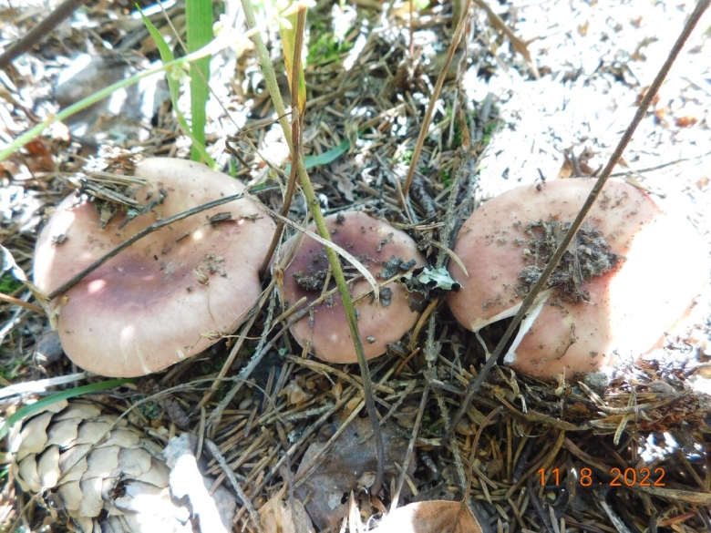 Сыроежка охристая гриб