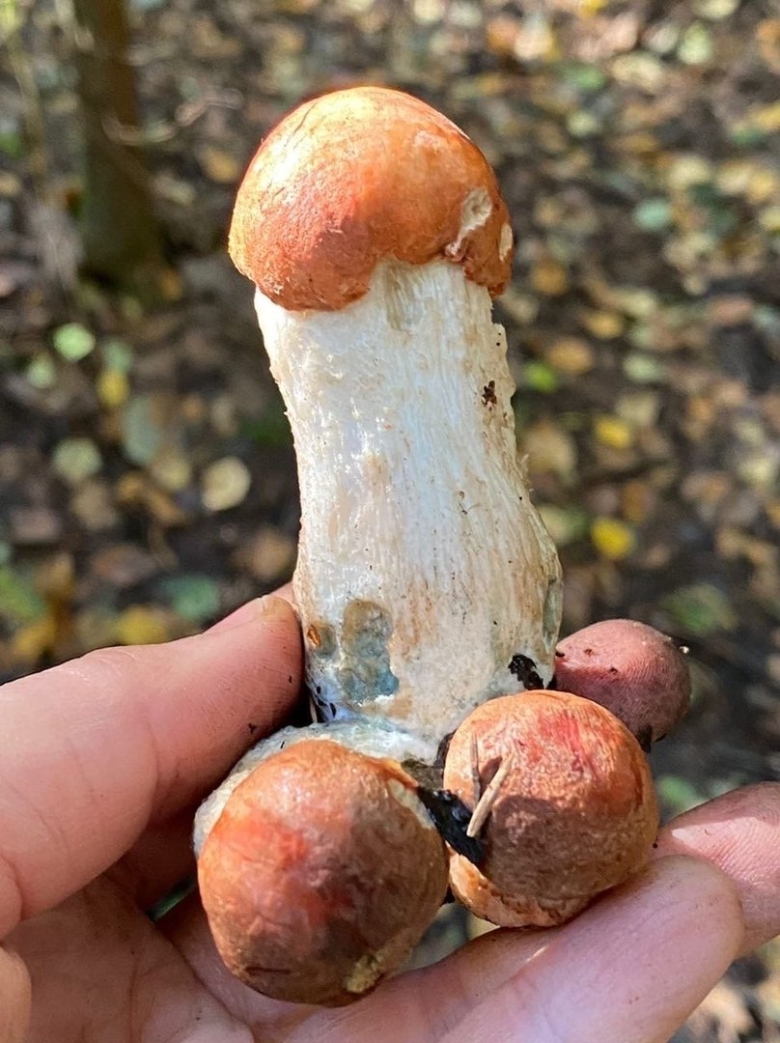 Чернобыльские грибы