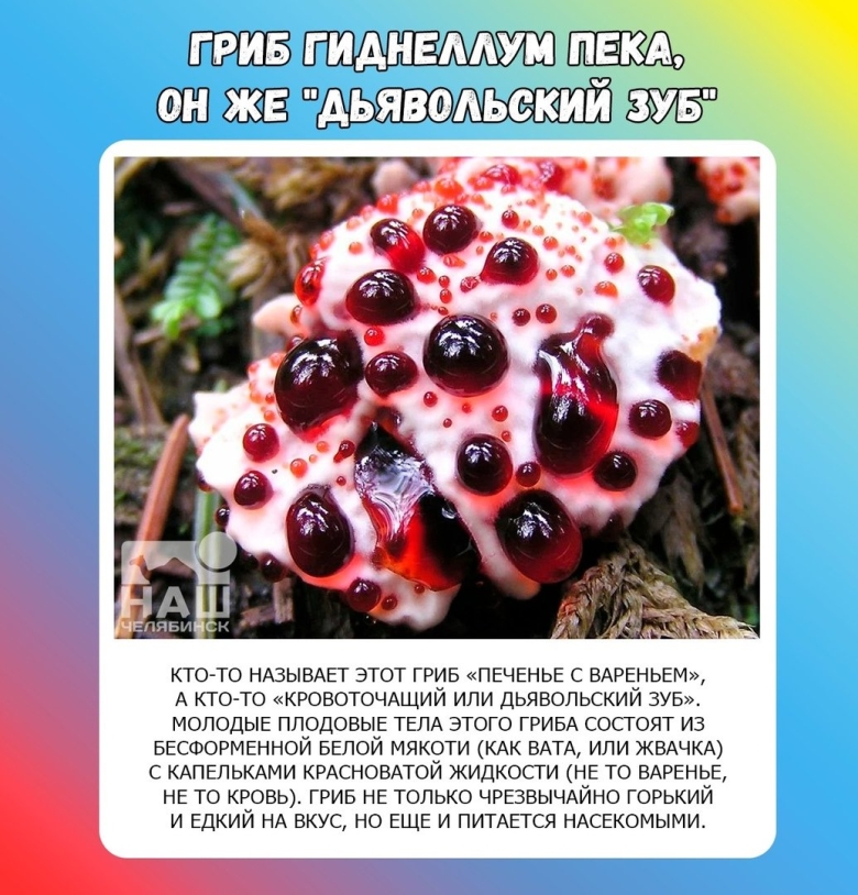 Самые страшные грибы в мире