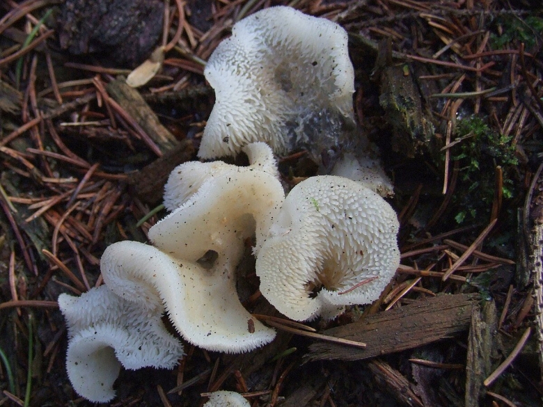 Грибы ежовик студенистый