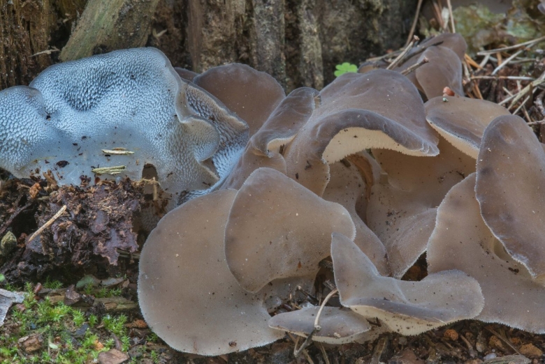 Грибы ежовик студенистый
