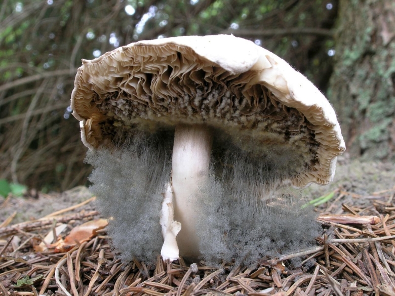 Орегонский монстр грибница