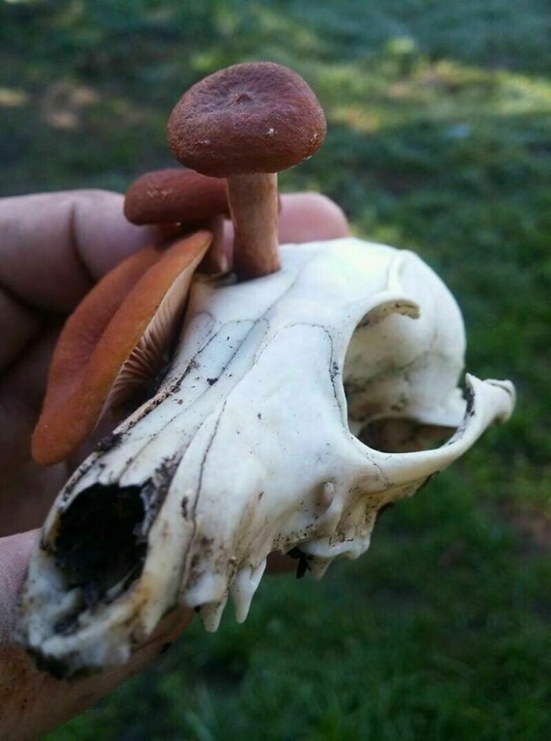 Грибы необычной формы