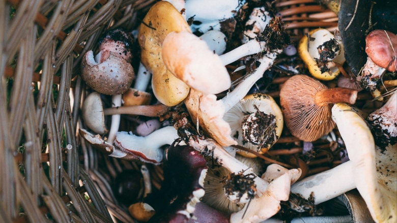 Червивые грибы