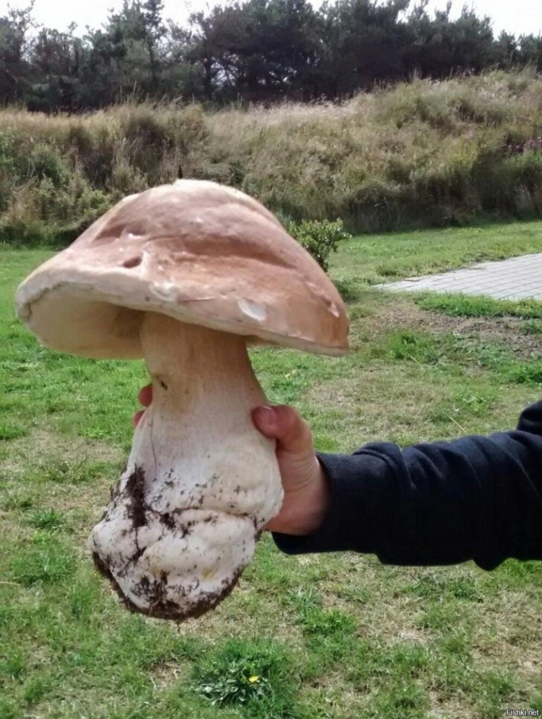 Самый большой гриб