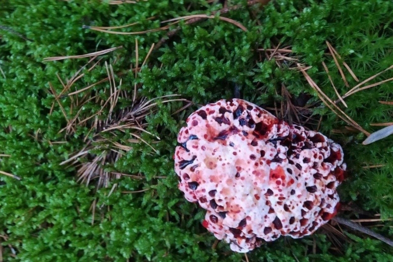 Ежовик кровоточащий гриб