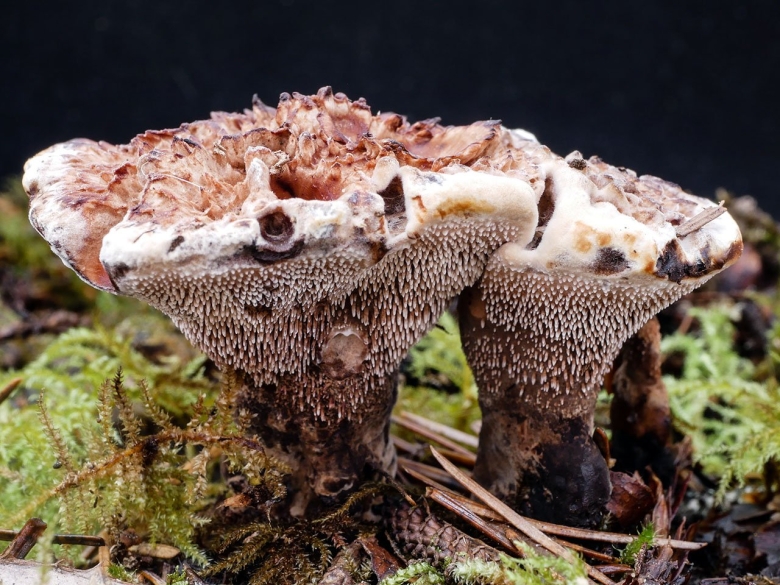 Ежовик кровоточащий гриб