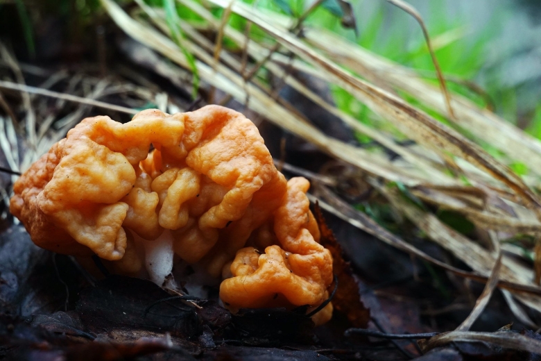 Гриб строчок