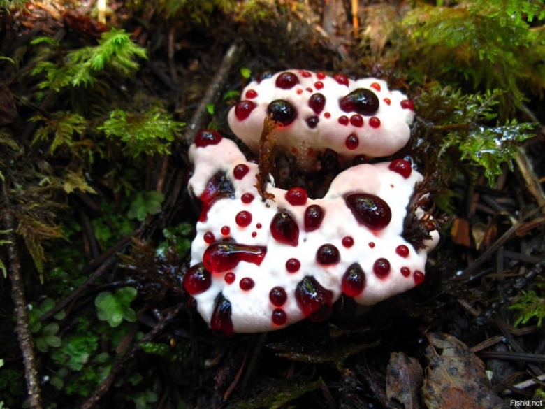 Гиднеллум пека