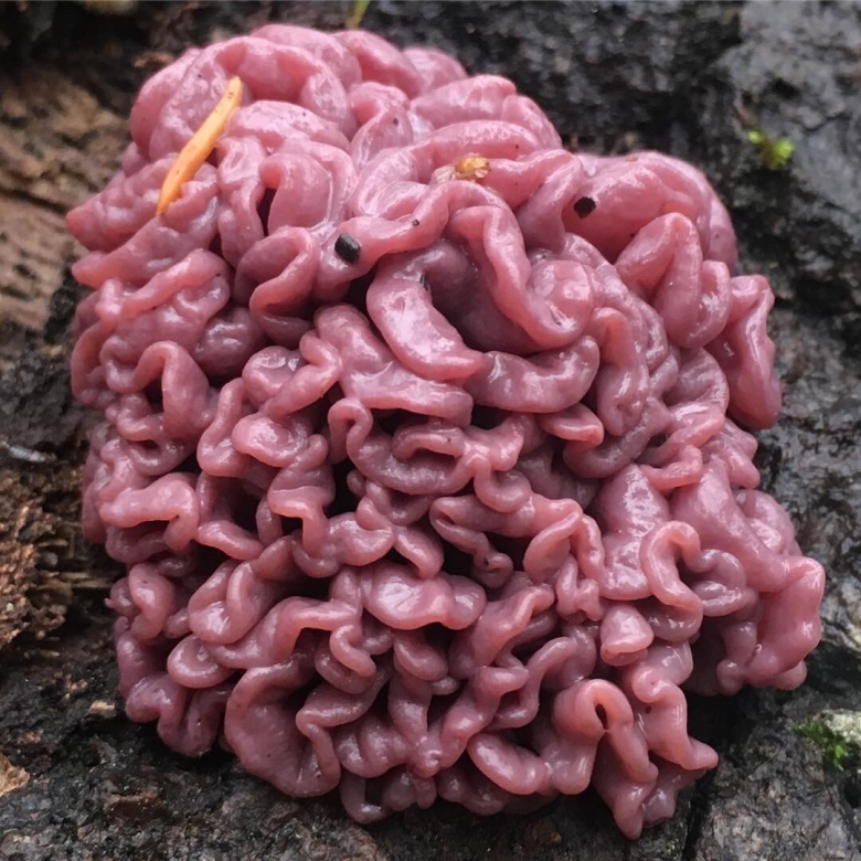 Аскокорине мясная гриб