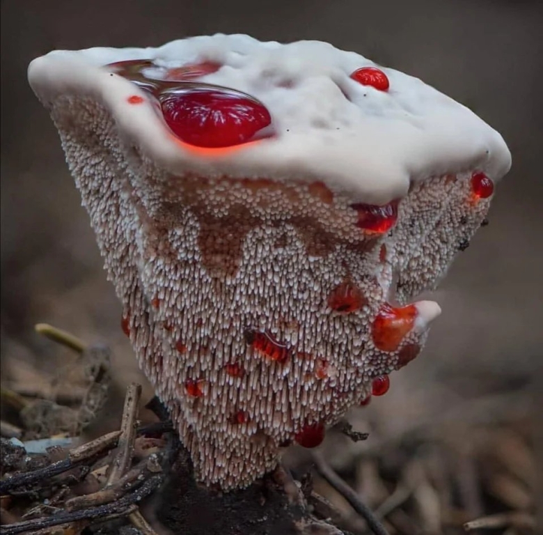 Ежовик кровоточащий гриб