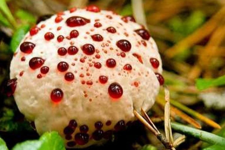 Гиднеллум пека