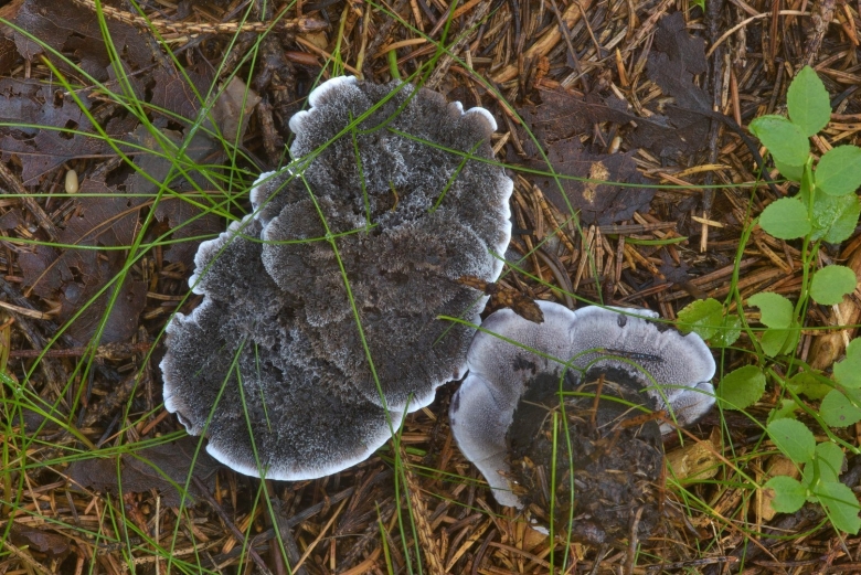 Ежовик сиреневый