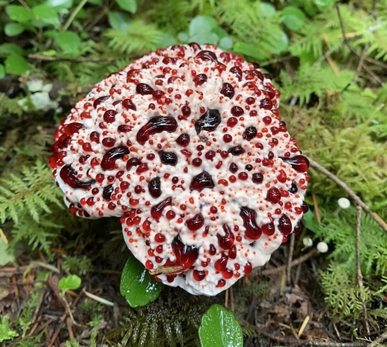 Гриб Гиднеллум Кровавый