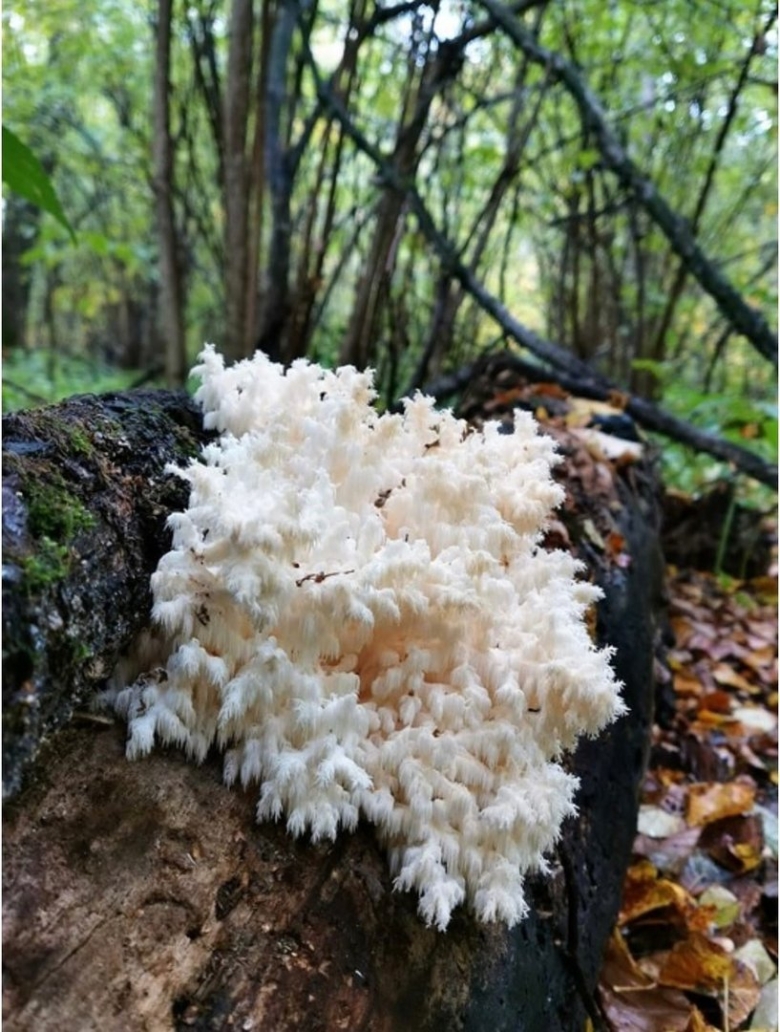 Грибы в лесу Самарской области