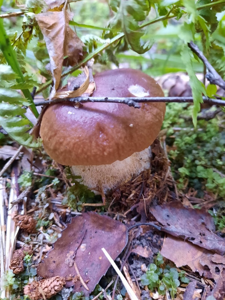 Опенок темный самый большой гриб в мире