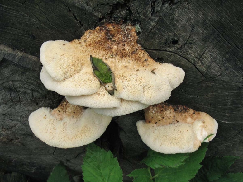 Климакодон Северный трутовик