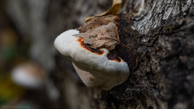 Гриб трутовик окаймленный