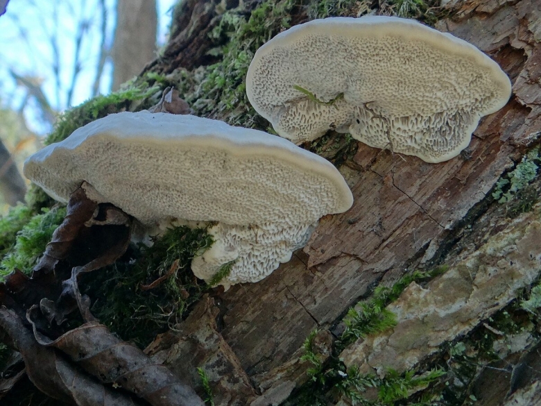 Trametes suaveolens