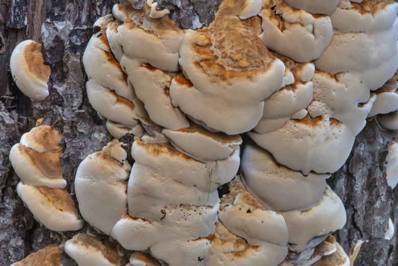 Трутовик Лучистый