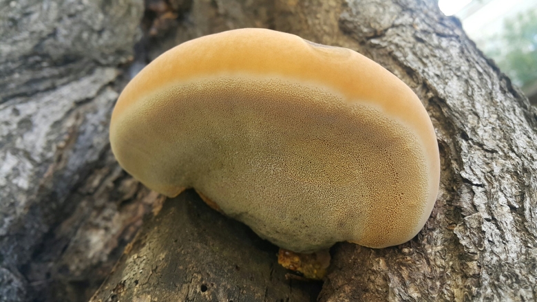 Трутовик Литшауэра