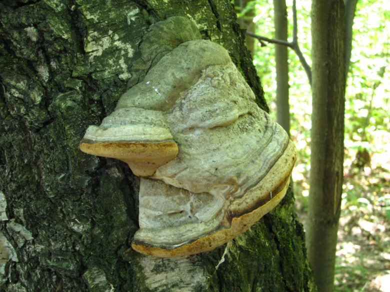 Трутовик настоящий трутовики