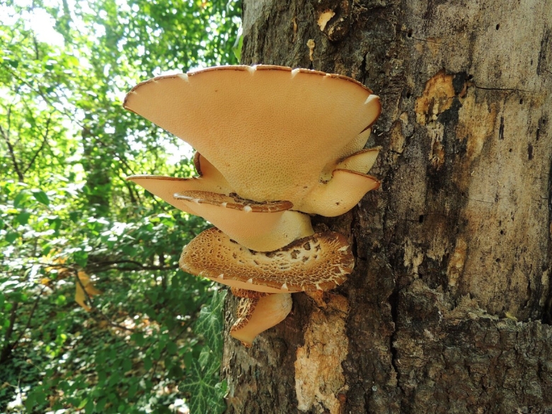 Трутовик чешуйчатый polyporus squamosus