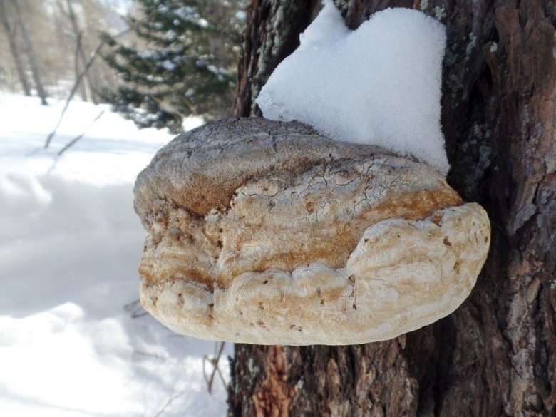 Агарикус трутовик лиственничный