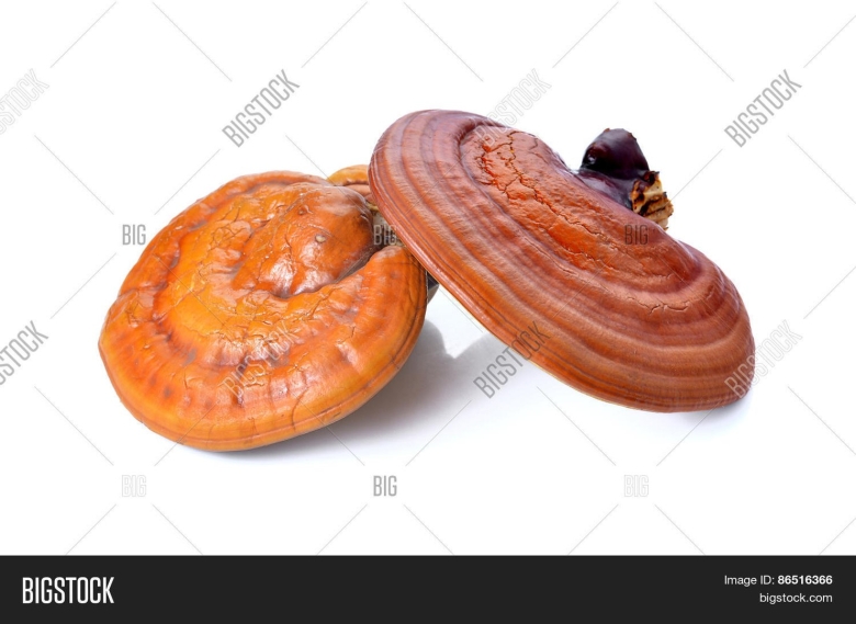 Ганодерма Лусидум