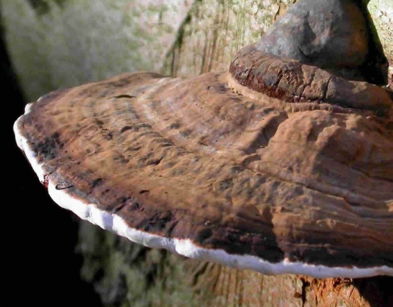 Гриб трутовик