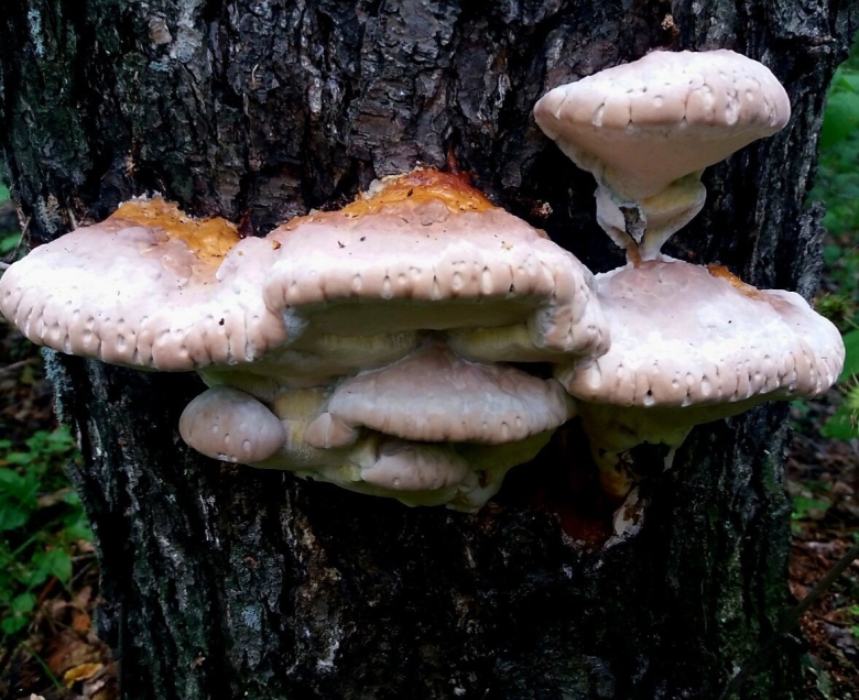 Трутовик окаймленный fomitopsis pinicola