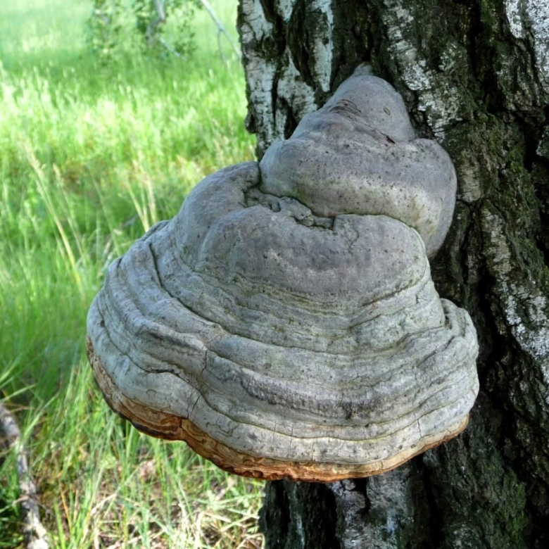 Трутовик настоящий fomes fomentarius