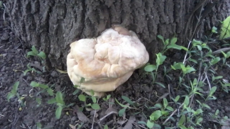 Гриб со вкусом курицы