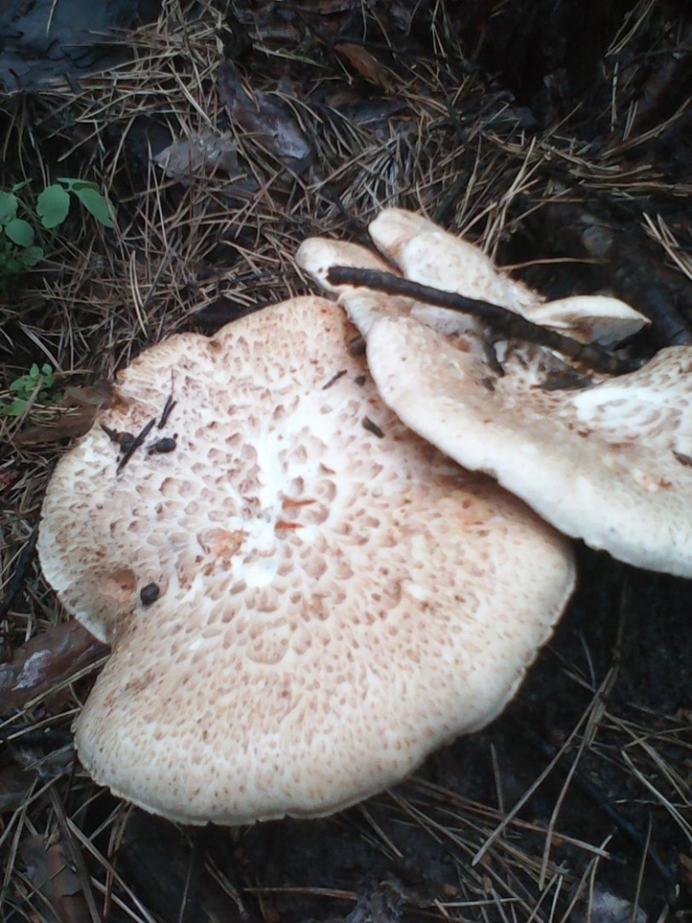 Шпальный гриб Lentinus lepideus