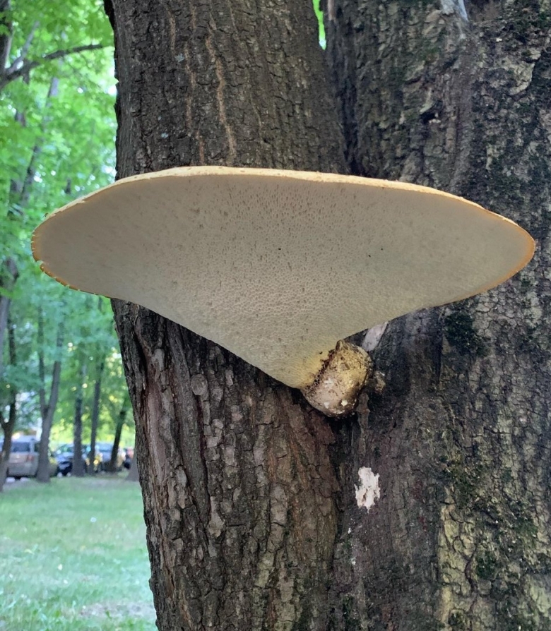 Трутовик чешуйчатый