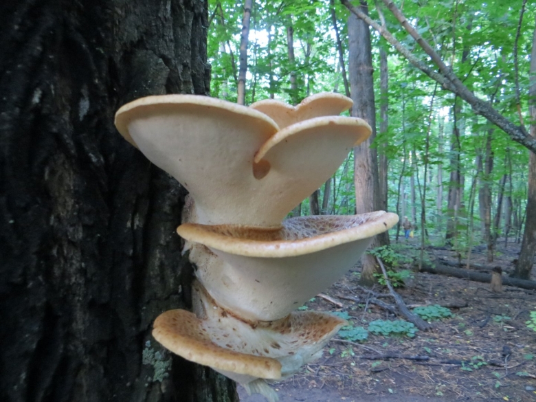 Гриб трутовик съедобный