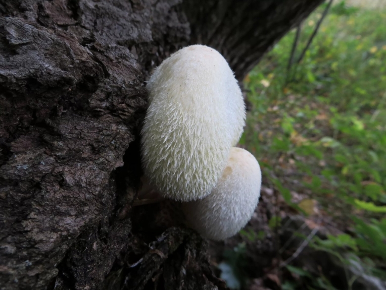 Белый мохнатый трутовик