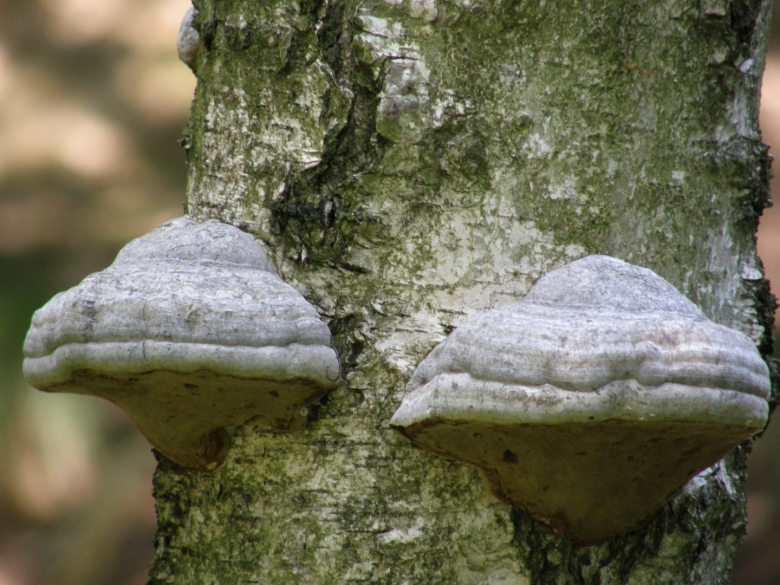 Лиственничная губка Агарикус