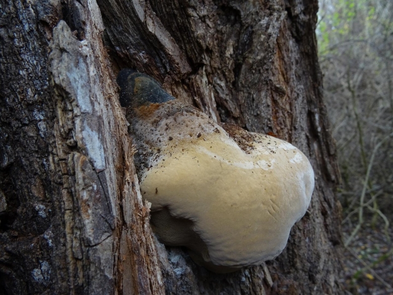 Лиственничная губка Агарикус